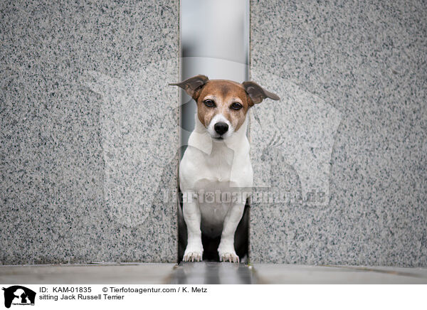 sitting Jack Russell Terrier / KAM-01835