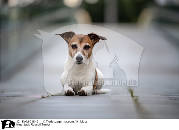 liegender Jack Russell Terrier / lying Jack Russell Terrier / KAM-01842