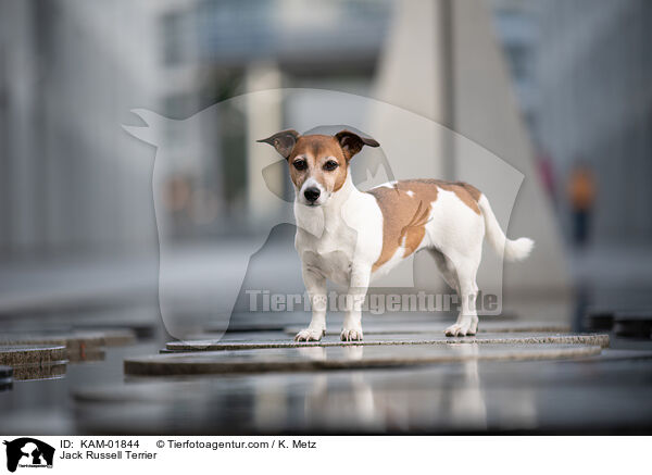 Jack Russell Terrier / Jack Russell Terrier / KAM-01844