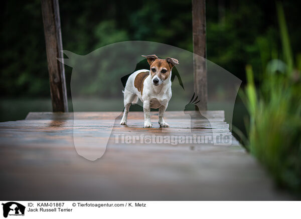 Jack Russell Terrier / Jack Russell Terrier / KAM-01867