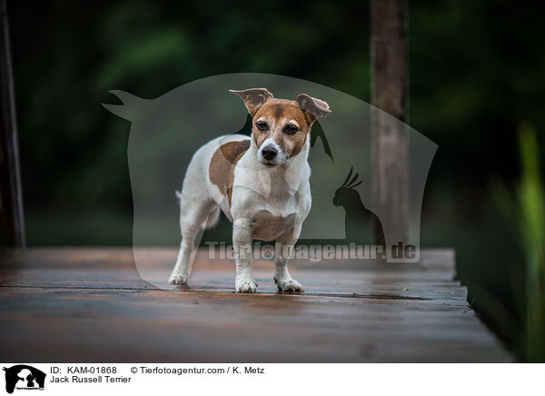 Jack Russell Terrier / Jack Russell Terrier / KAM-01868