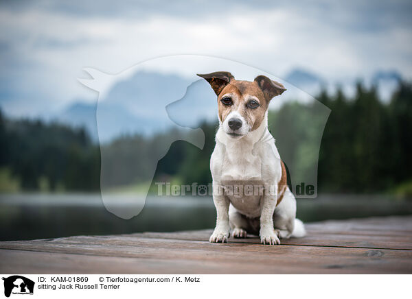 sitzender Jack Russell Terrier / sitting Jack Russell Terrier / KAM-01869