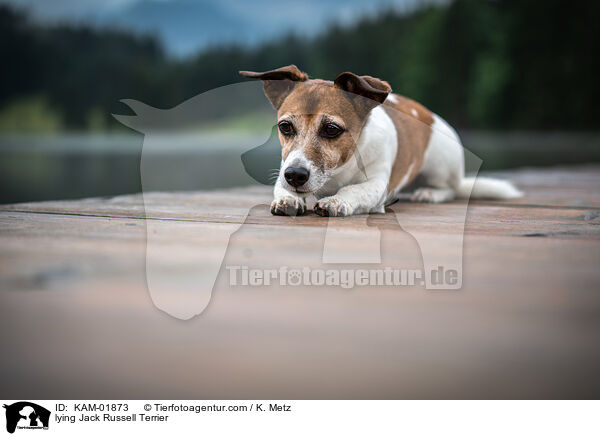 liegender Jack Russell Terrier / lying Jack Russell Terrier / KAM-01873