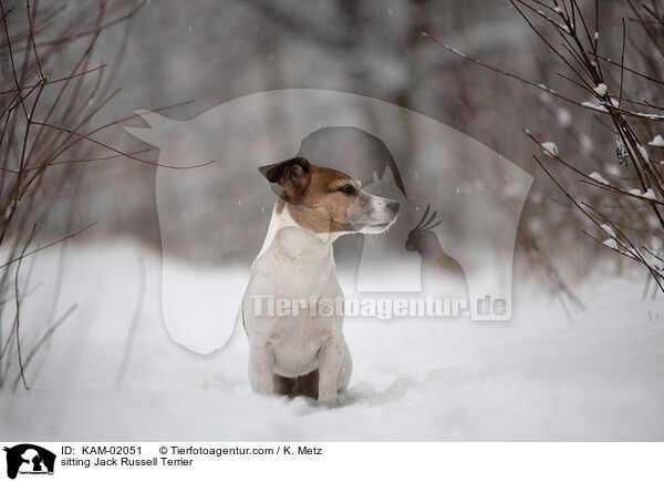 sitzender Jack Russell Terrier / sitting Jack Russell Terrier / KAM-02051