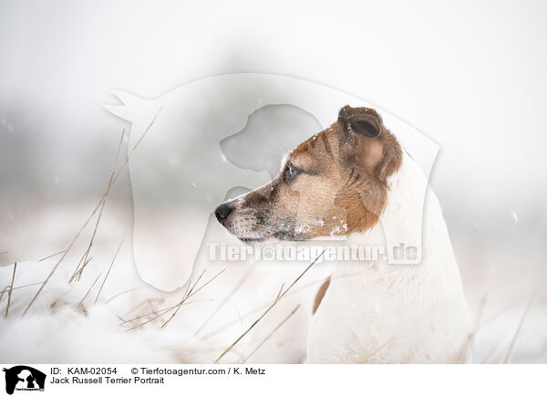 Jack Russell Terrier Portrait / Jack Russell Terrier Portrait / KAM-02054