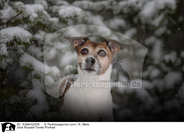 Jack Russell Terrier Portrait / Jack Russell Terrier Portrait / KAM-02058