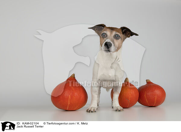 Jack Russell Terrier / KAM-02104