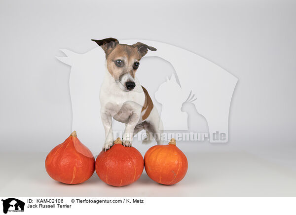 Jack Russell Terrier / Jack Russell Terrier / KAM-02106