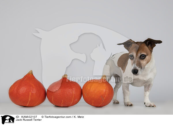 Jack Russell Terrier / KAM-02107