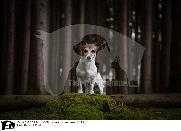 Jack Russell Terrier / KAM-02114