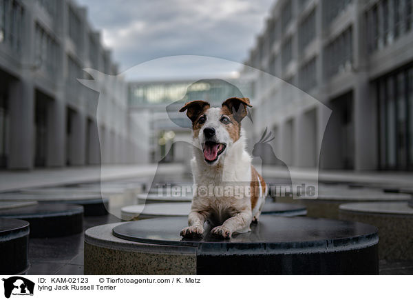 liegender Jack Russell Terrier / lying Jack Russell Terrier / KAM-02123