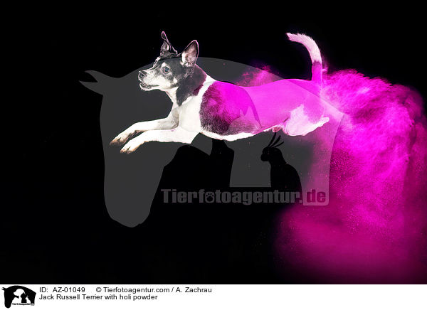 Jack Russell Terrier mit Holi Pulver / Jack Russell Terrier with holi powder / AZ-01049