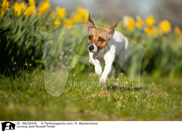 rennender Jack Russell Terrier / running Jack Russell Terrier / KB-05438
