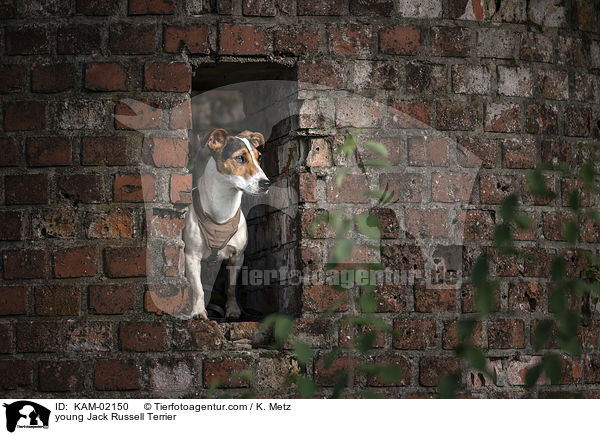 junger Jack Russell Terrier / young Jack Russell Terrier / KAM-02150