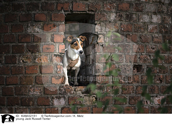 junger Jack Russell Terrier / young Jack Russell Terrier / KAM-02151