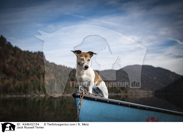 Jack Russell Terrier / Jack Russell Terrier / KAM-02154