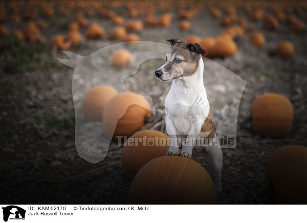 Jack Russell Terrier / Jack Russell Terrier / KAM-02170