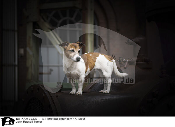 Jack Russell Terrier / Jack Russell Terrier / KAM-02233