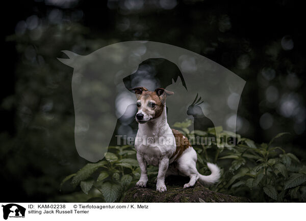 sitzender Jack Russell Terrier / sitting Jack Russell Terrier / KAM-02238