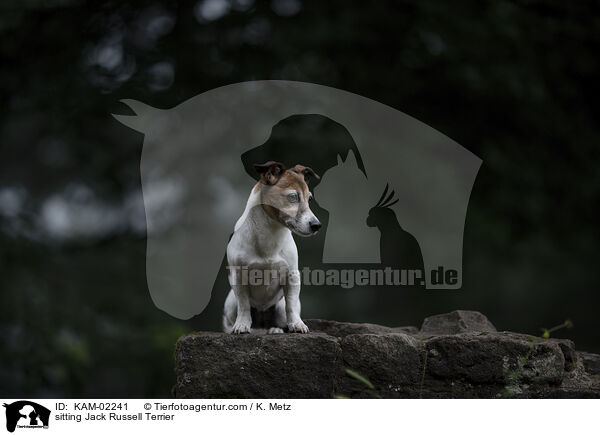 sitting Jack Russell Terrier / KAM-02241