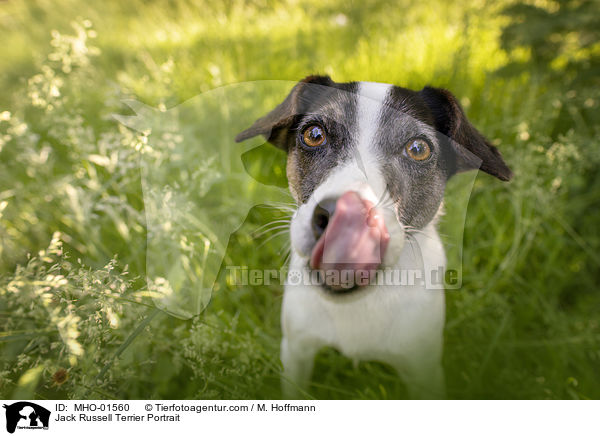 Jack Russell Terrier Portrait / Jack Russell Terrier Portrait / MHO-01560