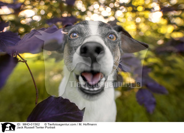 Jack Russell Terrier Portrait / MHO-01562
