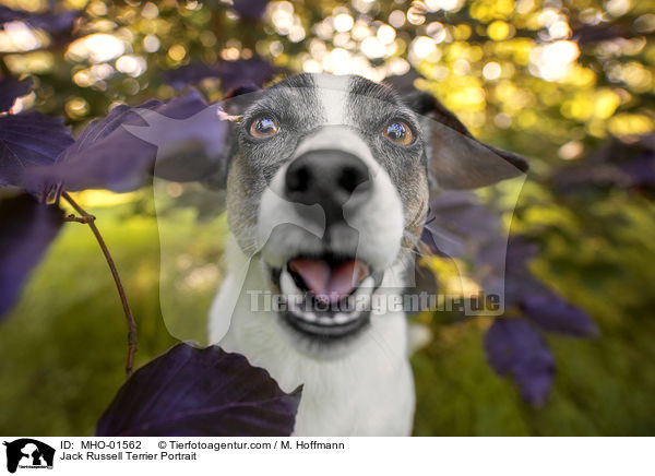 Jack Russell Terrier Portrait / Jack Russell Terrier Portrait / MHO-01562