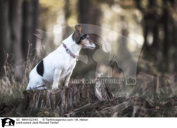 Jack Russell Terrier mit Stehohren / prick-eared Jack Russell Terrier / MAH-02340