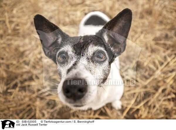 lterer Jack Russell Terrier / old Jack Russell Terrier / SIB-02005