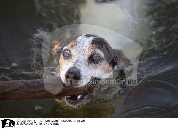 Jack Russell Terrier am Wasser / Jack Russell Terrier by the water / JM-06417