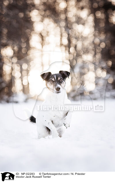 tricolor Jack Russell Terrier / tricolor Jack Russell Terrier / NP-02283