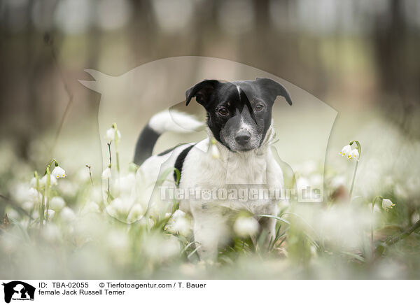 Jack Russell Terrier Hndin / female Jack Russell Terrier / TBA-02055