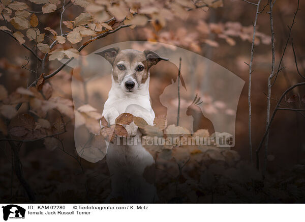 Jack Russell Terrier Hndin / female Jack Russell Terrier / KAM-02280