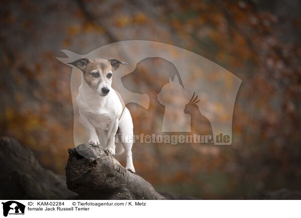 Jack Russell Terrier Hndin / female Jack Russell Terrier / KAM-02284