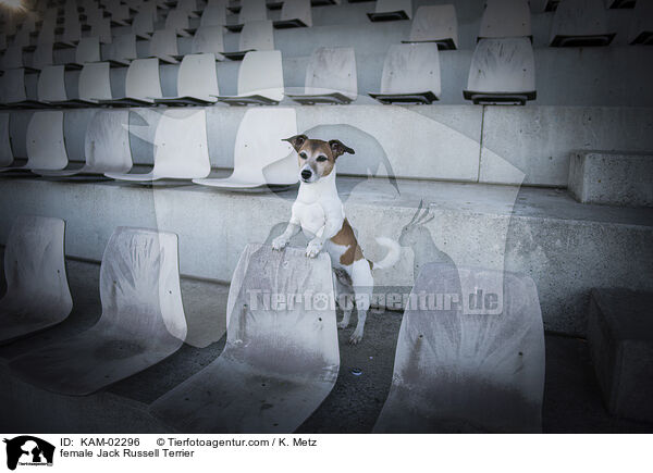 Jack Russell Terrier Hndin / female Jack Russell Terrier / KAM-02296