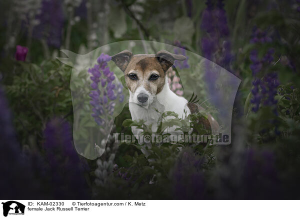 female Jack Russell Terrier / KAM-02330