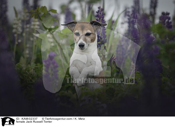 Jack Russell Terrier Hndin / female Jack Russell Terrier / KAM-02337