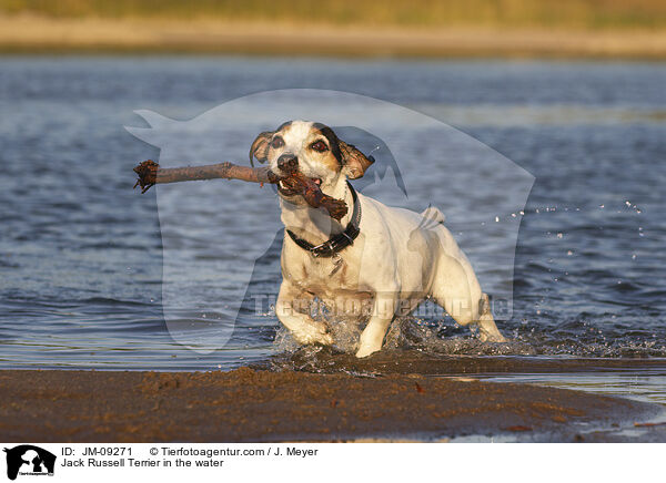Jack Russell Terrier im Wasser / Jack Russell Terrier in the water / JM-09271