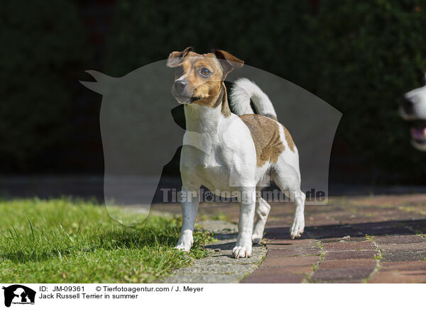 Jack Russell Terrier im Sommer / Jack Russell Terrier in summer / JM-09361