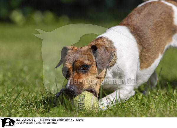 Jack Russell Terrier in summer / JM-09362
