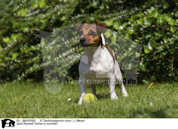 Jack Russell Terrier im Sommer / Jack Russell Terrier in summer / JM-09365