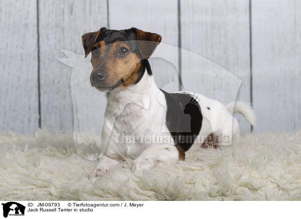 Jack Russell Terrier im Studio / Jack Russell Terrier in studio / JM-09793
