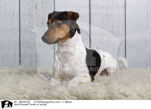 Jack Russell Terrier in studio / JM-09794
