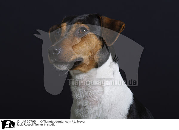 Jack Russell Terrier in studio / JM-09795