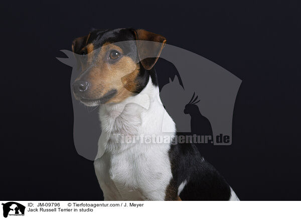 Jack Russell Terrier im Studio / Jack Russell Terrier in studio / JM-09796