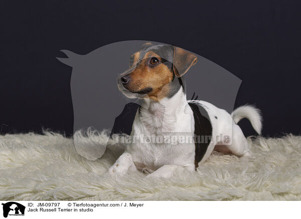 Jack Russell Terrier im Studio / Jack Russell Terrier in studio / JM-09797