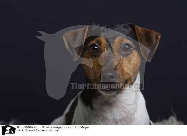 Jack Russell Terrier in studio / JM-09798