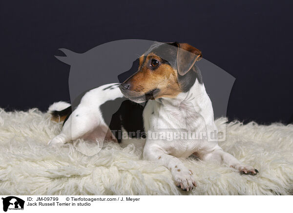 Jack Russell Terrier im Studio / Jack Russell Terrier in studio / JM-09799