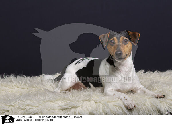 Jack Russell Terrier in studio / JM-09800