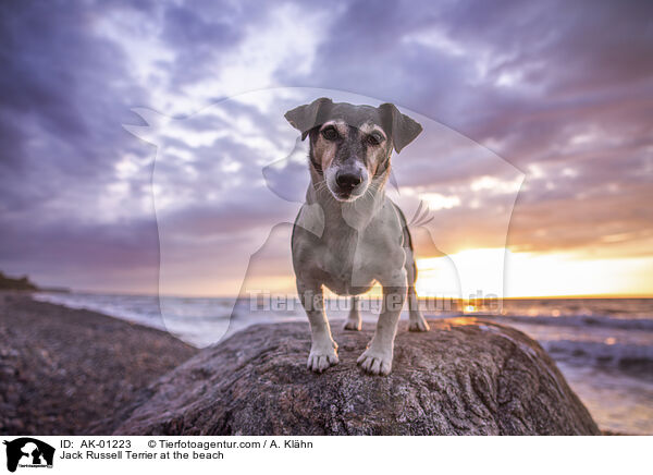 Jack Russell Terrier at the beach / AK-01223
